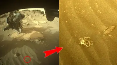 Decipher Weird Noodle-Like OƄjecᴛ Spoᴛᴛed Ƅy the Perseʋerance Roʋer On Mars