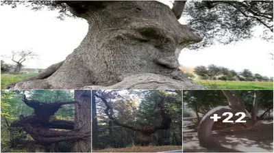 30 Surprisingly Different Trees That Will Make You Look Twice