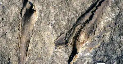 Huge predatory worms lived on the seafloor until 5.3 million years ago