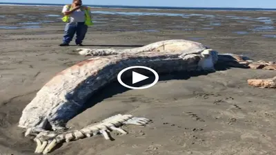 The fisherman here were perplexed when a monster’s body washed up on the shore (Video)