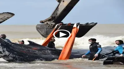 Incredible 28-hour rescue mission for a stranded humpback whale (Video)