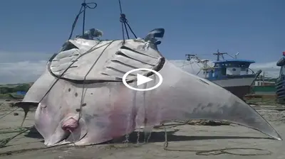 The manta ray, the largest ray in the world, can spread its wings up to 29 feet (Video)