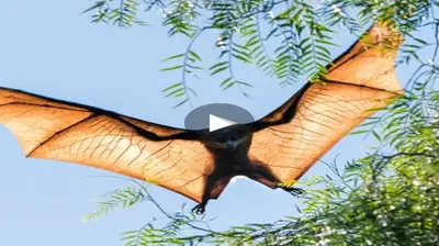 This is the entire saga of the famous “Hma-Sized” huge bat. Unbelievable (Video) (Video)