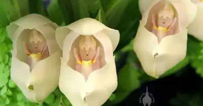 Discover the “Cradle of Life” Orchid, one of the most stunning flowers on earth