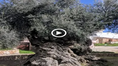 The oldest olive tree in the world is thought to be in Greece, where it is thought to be 4,000 years old