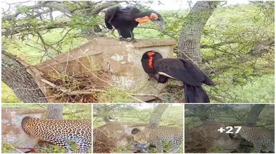 Leopards are spying to steal a nest from a young bird