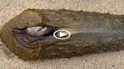 Locals in Sydney have described an oddly looking sea creature that washed up on the shore as “extraterrestrial” (Video)