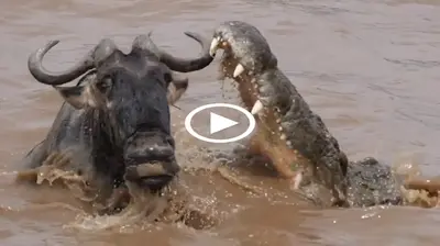 Adversity…a never-before-seen death struggle… Crocodile is attacked by Buffalo, yet Leopard is the winner (Video)