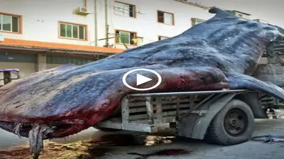 Finding and saving a dying “sea creature” that has an odd shape and is almost 5 meters long has left the locals perplexed (Video)