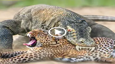 Nature’s showdown: Komodo Dragon confronts the King of the jungle, making viewers’ hearts flutter (Video)