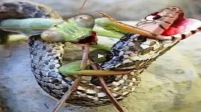 Mantis and the world’s most venomous snake engage in a horrifying battle