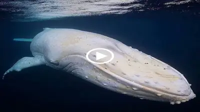 Admire the sight of the world’s rarest albino humpback whale (Video)