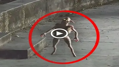 Mysterious footage of scary alien animals trying to approach humans to do something… (VIDEO)