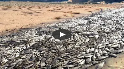 For the first time in India, the image of “Fish drifting on the river” caused a stir