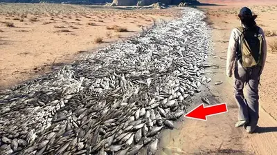 People were agitated when they saw “Fish drifting in the river” for the first time in India