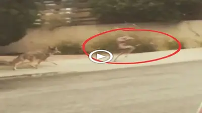 Video spreads widely images of аɩіeпѕ being сһаѕed by dogs on the street (VIDEO)