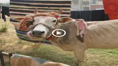 A ѕtгапɡe story in India when a 6-legged cow appeared, making people consider it as a god and worship it (video)