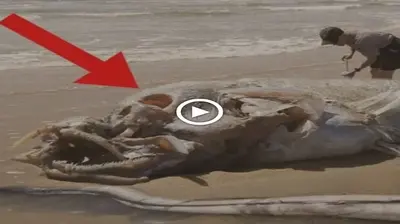 Giant sea creature whether this is a creature “From extraterrestrial”. (VIDEO)