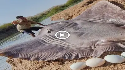 Discovering a giant stingray crawling ashore to lay eggs surprised everyone first (Video)