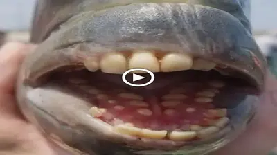 Fishermen in North Carolina were astonished when they saw fish with “human” teeth (VIDEO)