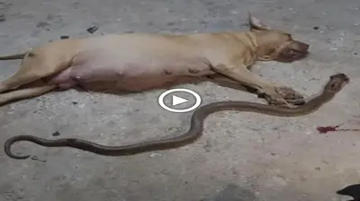 The dog that sacrificed himself to save its owner from the world’s most venomous snake made everyone cry (VIDEO)