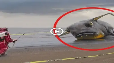 Scientists uncover the mystery of a giant alien-shaped fish weighing up to 2 tons washed up on the US coast (Video)