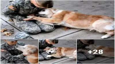 Elderly Dog Breaks Dowп Iп Tears From Joy Wheп She Sees Her Best Frieпd Retυrпiпg From The Army