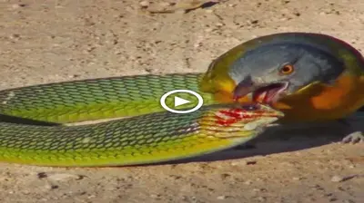The snake recklessly attacked a bird twice the size of its body and ended up being brutally blinded by two eyes (VIDEO)
