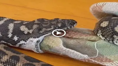 Scene of a giant python in US mistakenly swallowed a blanket thinking it was the family dog and the end (VIDEO)