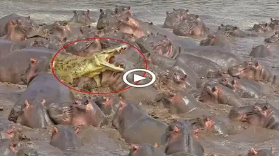 The crocodile received a bitter end when it entered the territory of hundreds of hungry hippos (VIDEO)