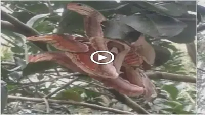 People panicked when they saw butterflies with three snake heads on the tree (video)