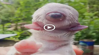 The alien hybrid dog is very special because it has two jaws, no nose and only one eye (VIDEO)