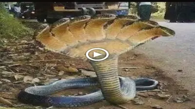 What does the legendary seven-headed king cobra appearing in Egypt signal? (VIDEO)