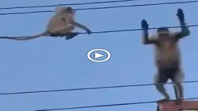 When the mother monkey risked her life to rush into the high voltage power line to save her baby and the ending was tearful (VIDEO)