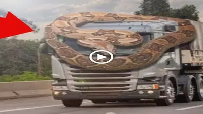 The truck was securely enveloped by a more than 200-meter-long snake that wouldn’t let go, trapping the driver inside (Video)