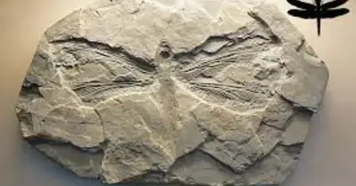 The Largest Insect Ever Existed Was A Giant ‘dragonfly’ Fossil Of A Meganeuridae