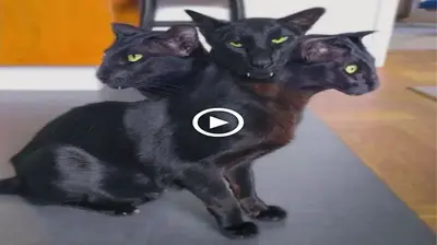 Terrified to see a strange 3-headed mutant cat that is unique in the world, making everyone scared (video)
