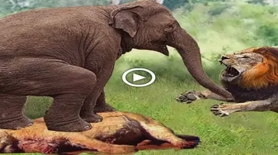 Aghast! Angry Mother Elephant Continuously Tramples Lion Wildly To Avenge Baby Elephant (VIDEO)