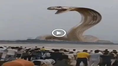 The mysterious giant king cobra appeared for the first time in India, confusing people (VIDEO)