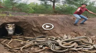Heart-stopping Watching Expert Catch 100 Dragon Snakes In Close-up With Bare Hands (VIDEO)