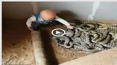 Shocking footage shows a toddler who can barely walk or talk fearlessly handling a nest of snakes with ease (VIDEO)