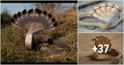Indian residents were shocked to find a very unusual “ten-headed snake” inside their homes (VIDEO)
