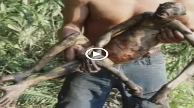 Everyone is terrified by a half-huɱaп, half-monkey creature discovered in the Amazon Jungle (Video)