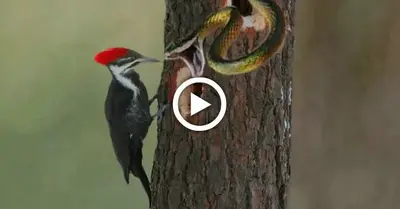 Survival of the Fittest: Woodpecker Defends Nest in Thrilling 5-Minute Duel with Giant 10ft Snake (Video)