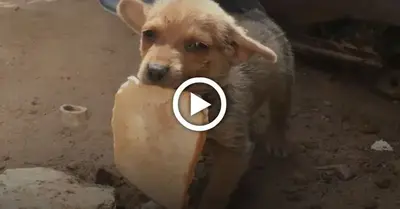 The lost puppy gave the rescuer the only bread to say thank you, making everyone cry (VIDEO)