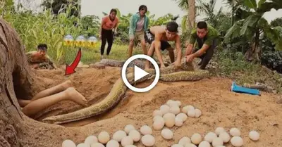 Terrified, 2 ferocious giant pythons that lay 100 eggs attack the girl in the cave (VIDEO)