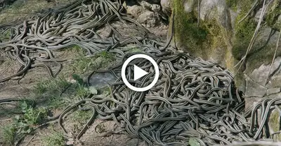 The world’s largest snake cave awakens from hibernation in Canadian Town (Video)