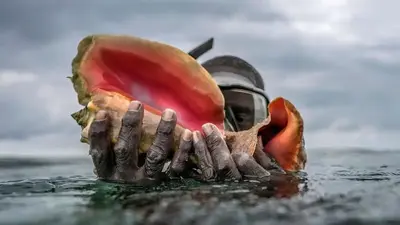 Takeaways from AP report on overfishing's threat to conch