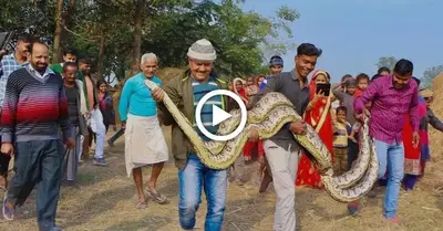 The Incredible Experience of Witnessing a Gigantic Python Snake Today (Video)