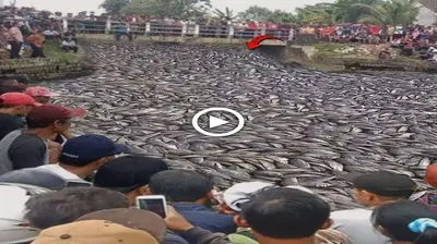 Following the 7.5 SR earthquake, millions of fish immediately surfaced and covered the water’s surface (Video)